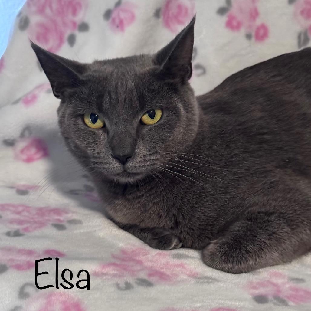 Enlarge Elsa, a Adoptable mixed breed in TITUSVILLE, FL image 1/4