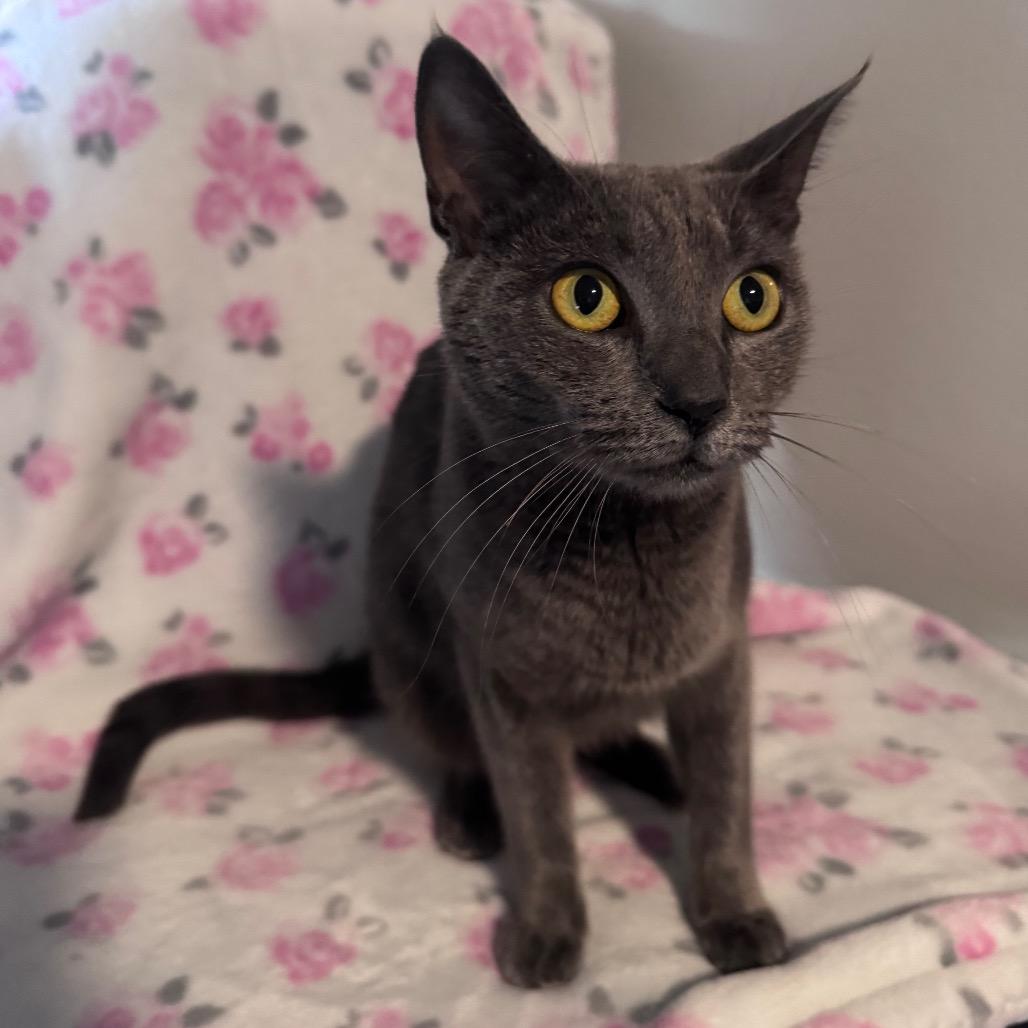 Enlarge Elsa, a Adoptable mixed breed in TITUSVILLE, FL image 2/4