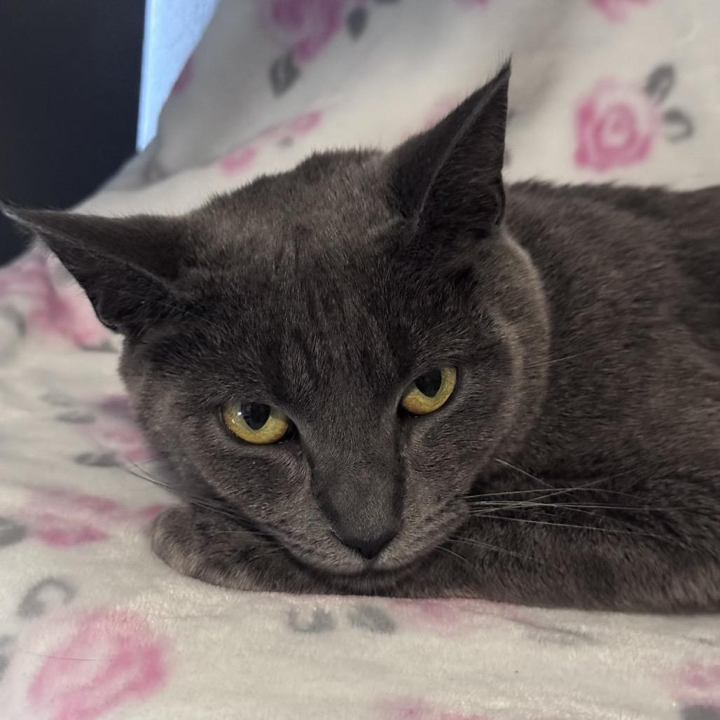 Enlarge Elsa, a Adoptable mixed breed in TITUSVILLE, FL image 3/4