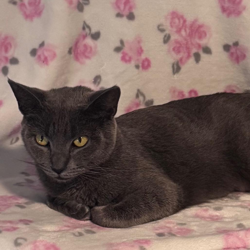 Enlarge Elsa, a Adoptable mixed breed in TITUSVILLE, FL image 4/4