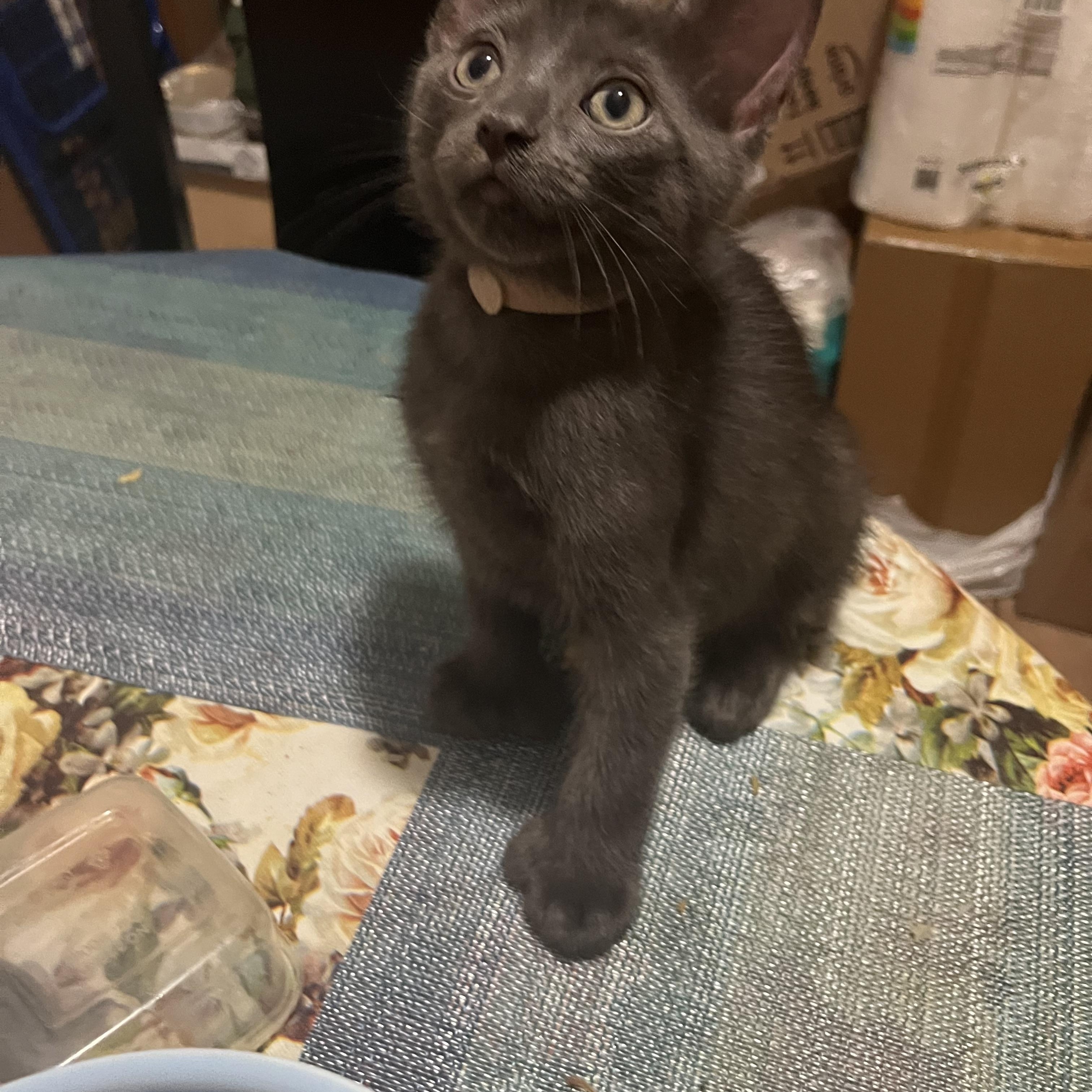 Grayson and Bluey, a ADOPTABLE Extra-Toes Cat / Hemingway Polydactyl in Brooklyn, NY image 4/4