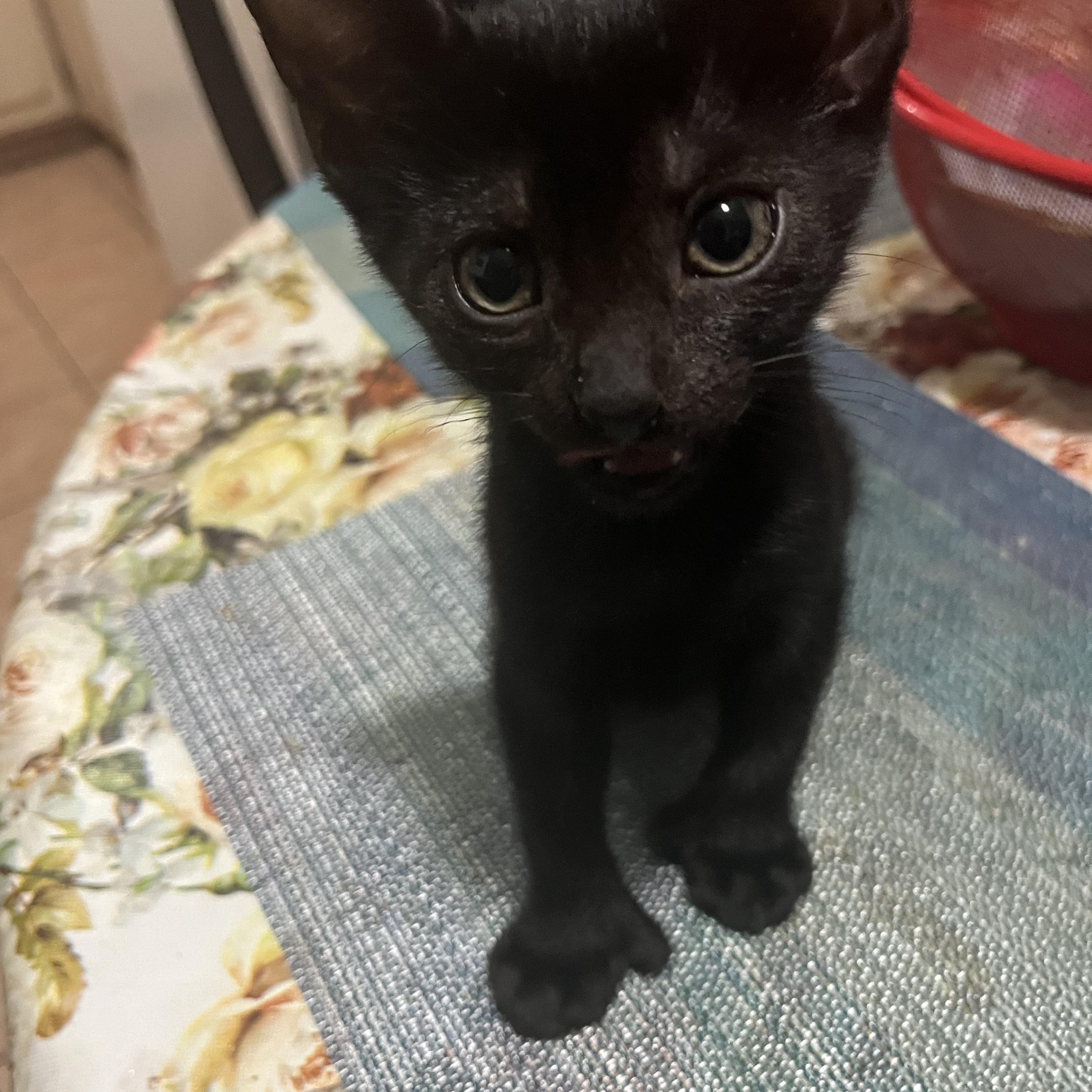 Grayson and Bluey, a ADOPTABLE Extra-Toes Cat / Hemingway Polydactyl in Brooklyn, NY image 3/4