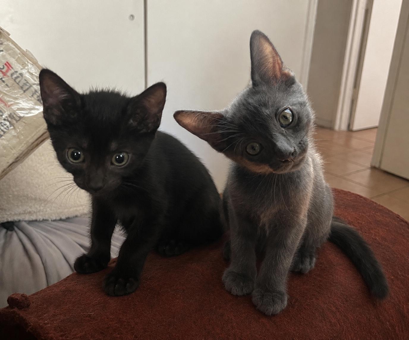 Grayson and Bluey, a ADOPTABLE Extra-Toes Cat / Hemingway Polydactyl in Brooklyn, NY image 1/4