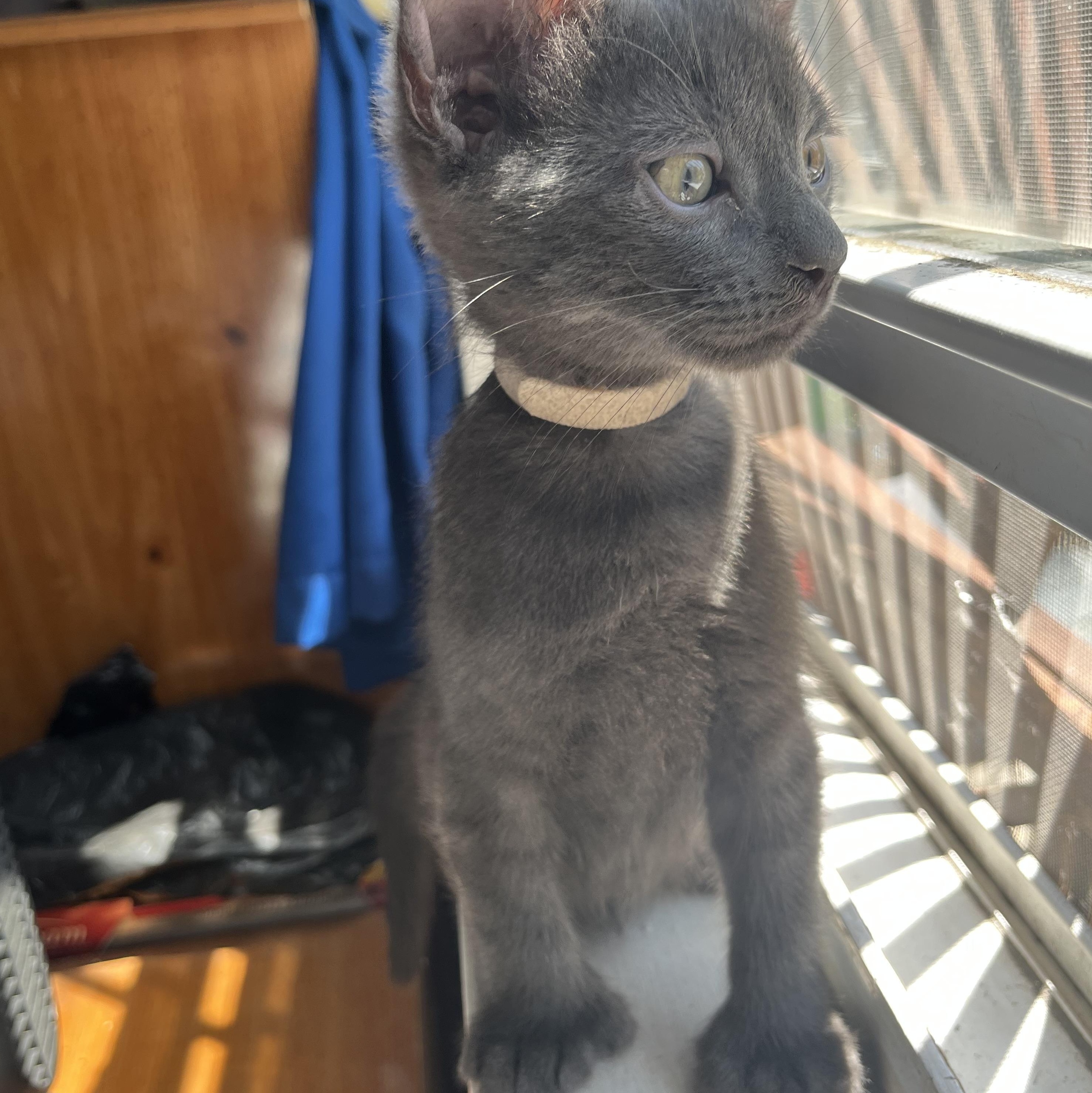 Grayson and Bluey, a ADOPTABLE Extra-Toes Cat / Hemingway Polydactyl in Brooklyn, NY image 2/4