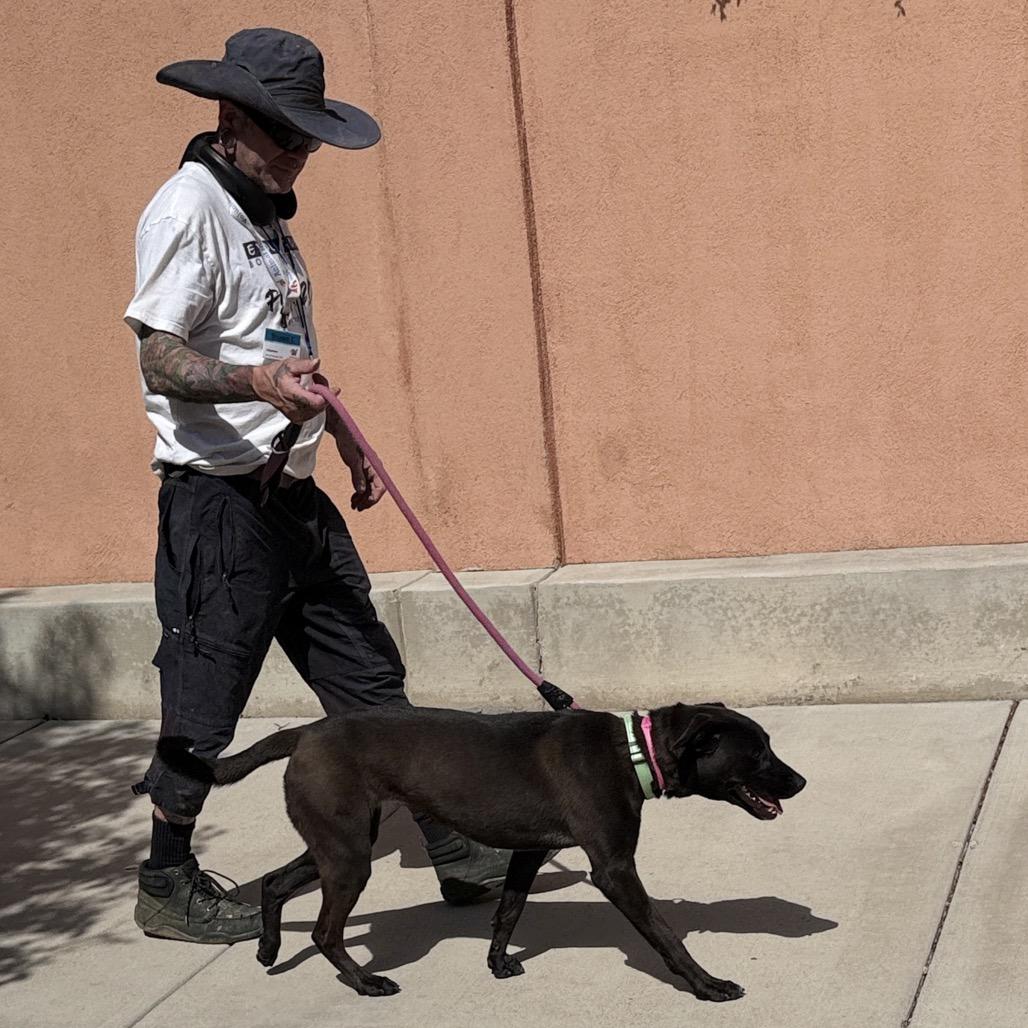 Enlarge Thena, a Adoptable mixed breed in Albuquerque, NM image 1/6