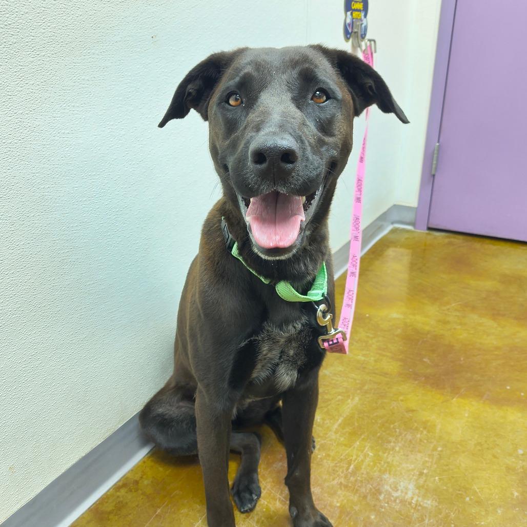 Enlarge Thena, a Adoptable mixed breed in Albuquerque, NM image 2/6