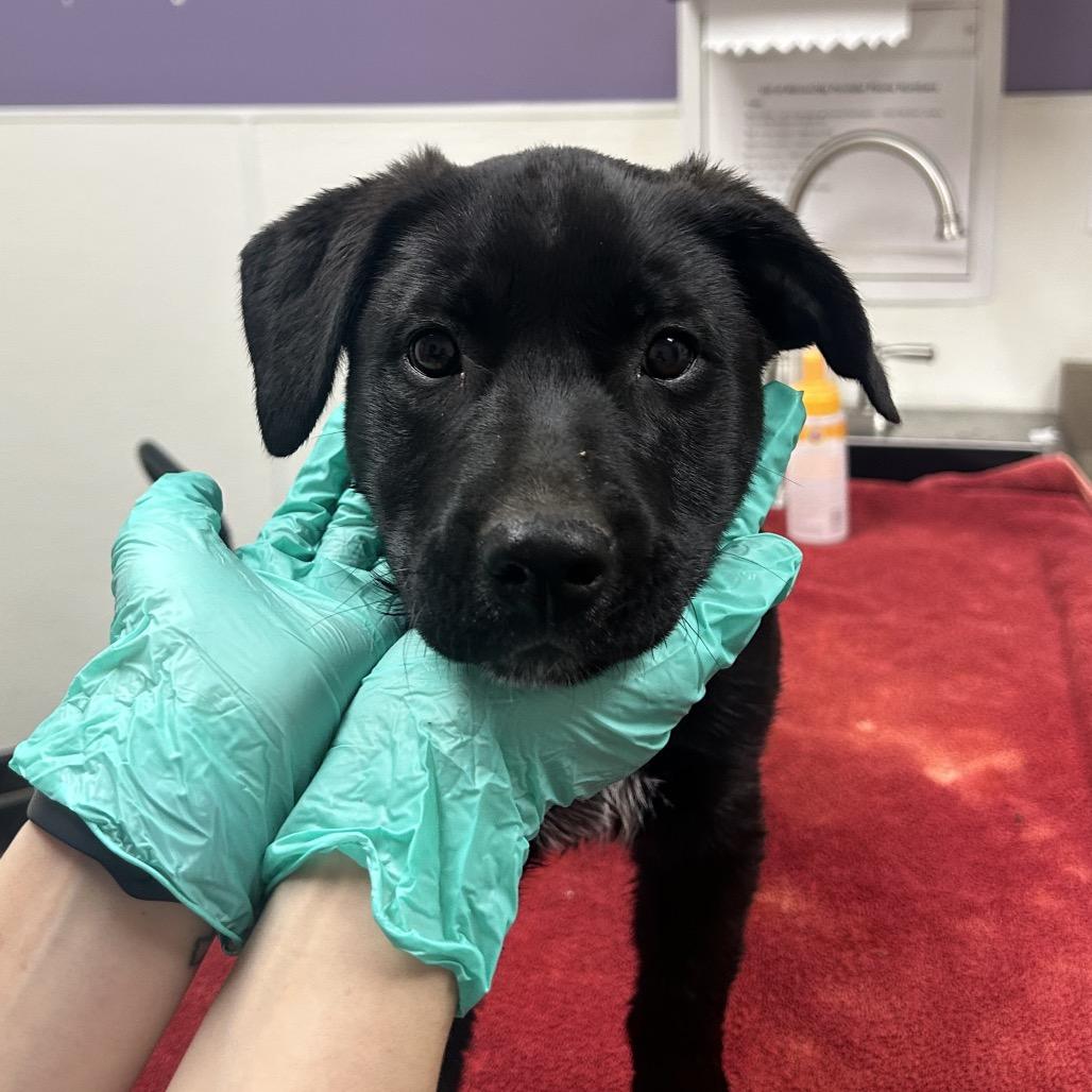 Enlarge Thena, a Adoptable mixed breed in Albuquerque, NM image 6/6