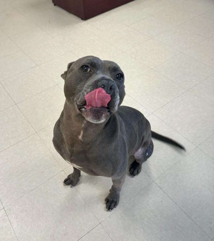 Enlarge Chopper , a ADOPTABLE Pit Bull Terrier in Clayton, NJ image 3/4