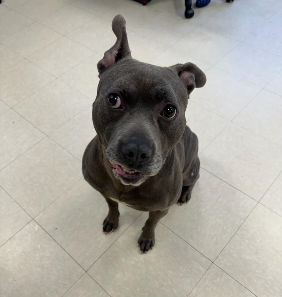 Enlarge Chopper , a ADOPTABLE Pit Bull Terrier in Clayton, NJ image 2/4