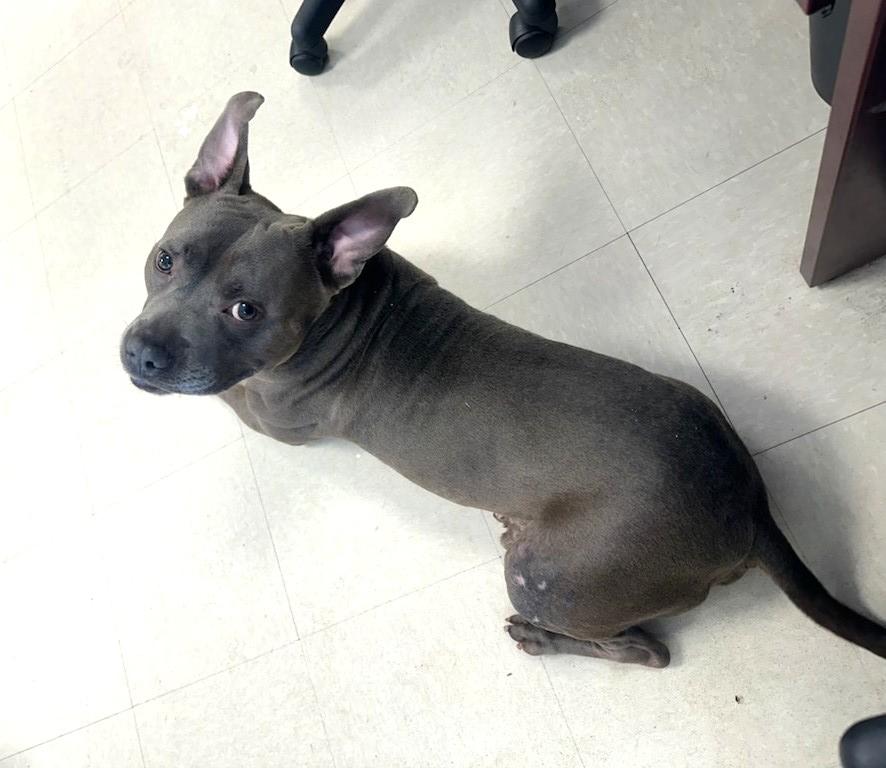 Enlarge Chopper , a ADOPTABLE Pit Bull Terrier in Clayton, NJ image 4/4