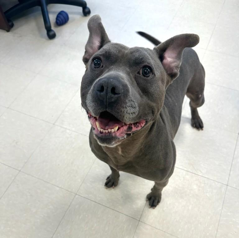 Enlarge Chopper , a ADOPTABLE Pit Bull Terrier in Clayton, NJ image 1/4