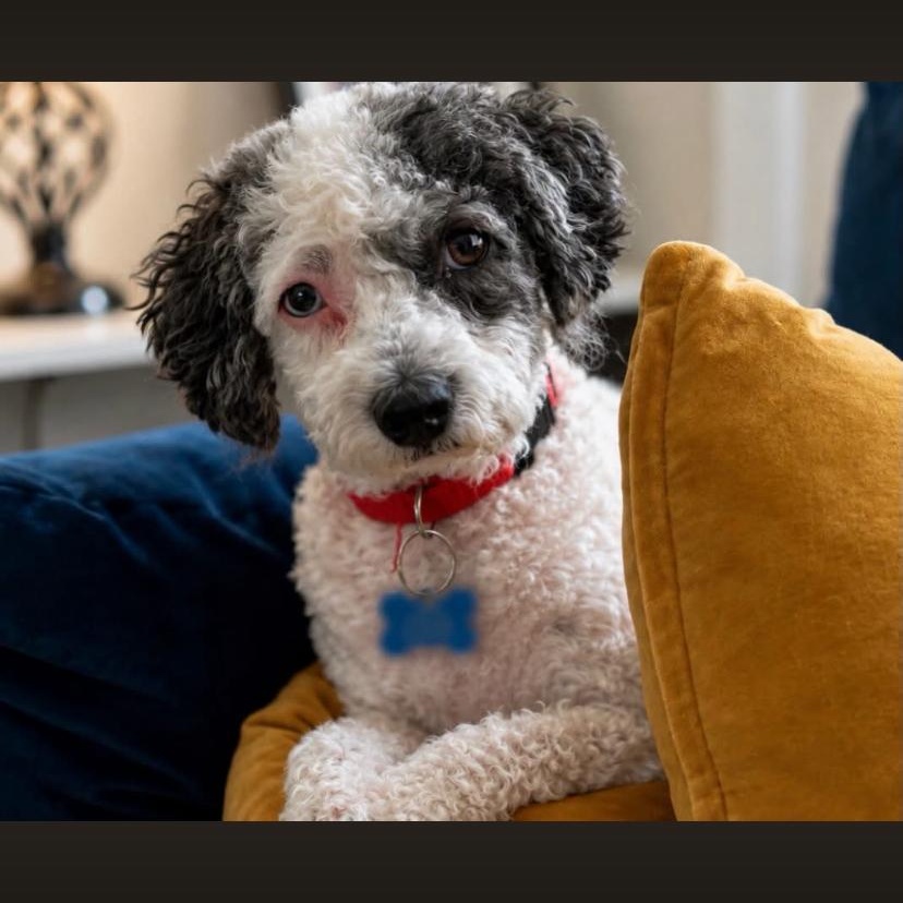 Wynnie, a ADOPTABLE mixed breed in Philadelphia, PA image 1/3