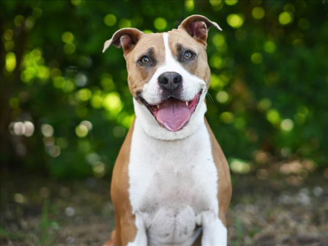 BRUCE, Adoptable, Adult Male American Bulldog.