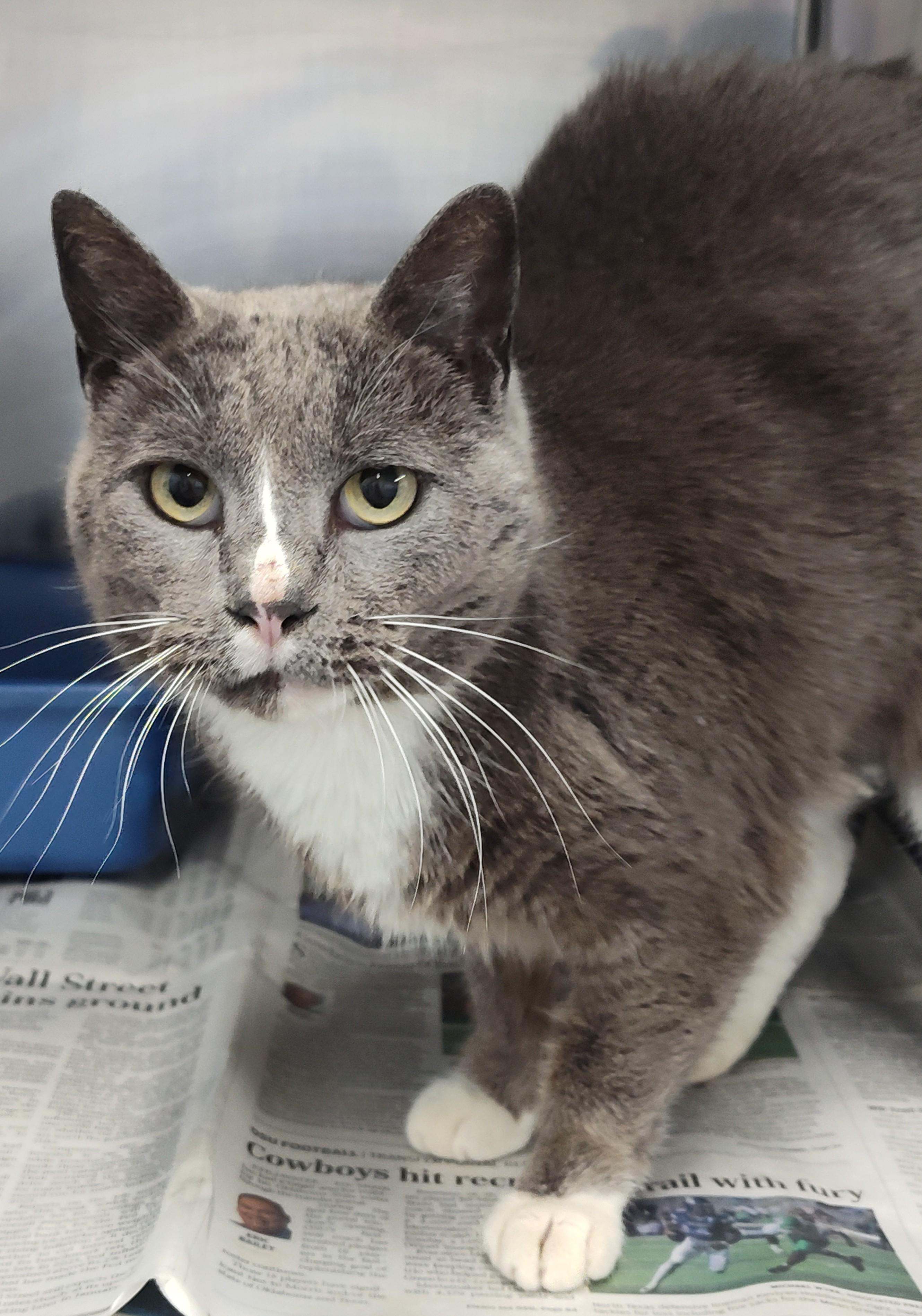 Enlarge GLENDA, a ADOPTABLE mixed breed in Claremore, OK image 1/2