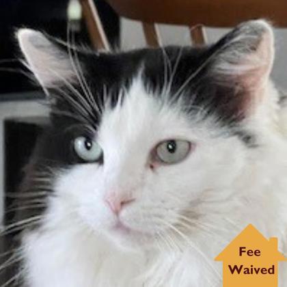 Katia, Adoptable, Adult Female Domestic Long Hair & Domestic Short Hair.