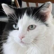 Enlarge Katia, a Adoptable mixed breed in Pleasanton, CA image 1/3