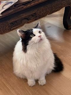 Enlarge Katia, a Adoptable mixed breed in Pleasanton, CA image 2/3