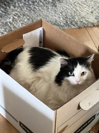 Enlarge Katia, a Adoptable mixed breed in Pleasanton, CA image 3/3