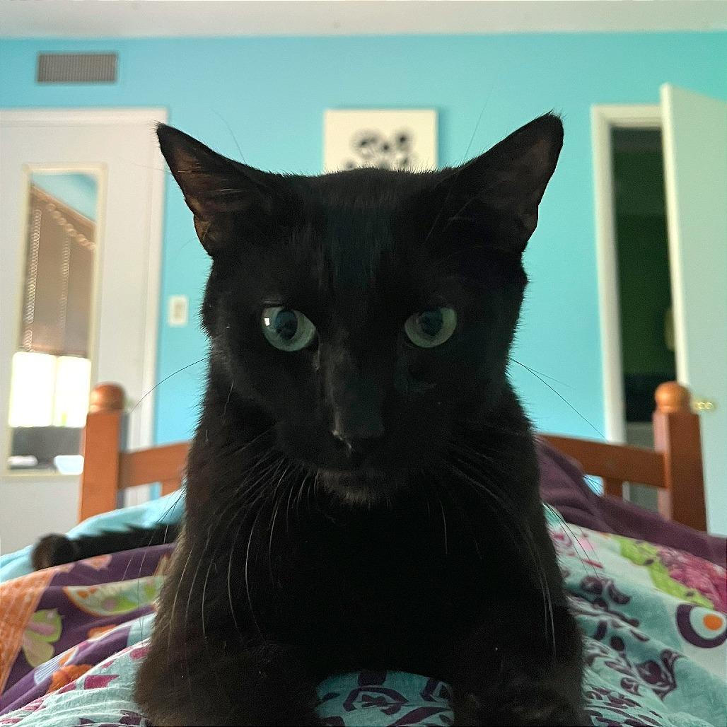 Cinder - IN FOSTER, Adoptable, Adult Male Domestic Short Hair.