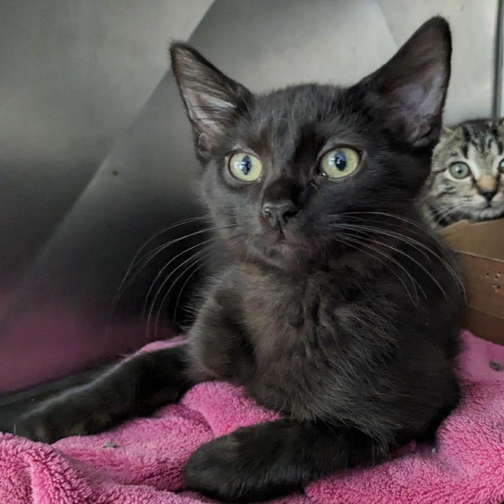 Cinder - IN FOSTER, a Adoptable Domestic Short Hair in Birdsboro, PA image 2/6