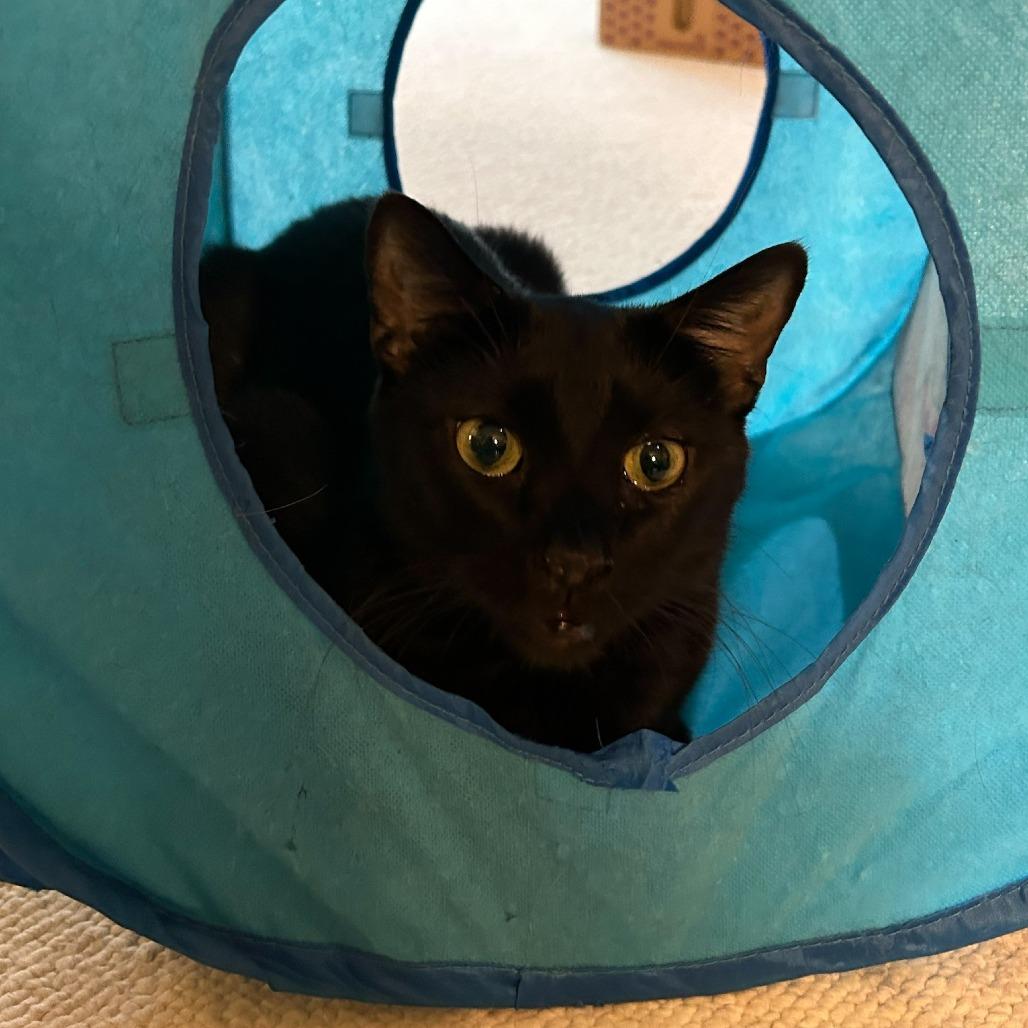 Cinder - IN FOSTER, a Adoptable Domestic Short Hair in Birdsboro, PA image 3/6