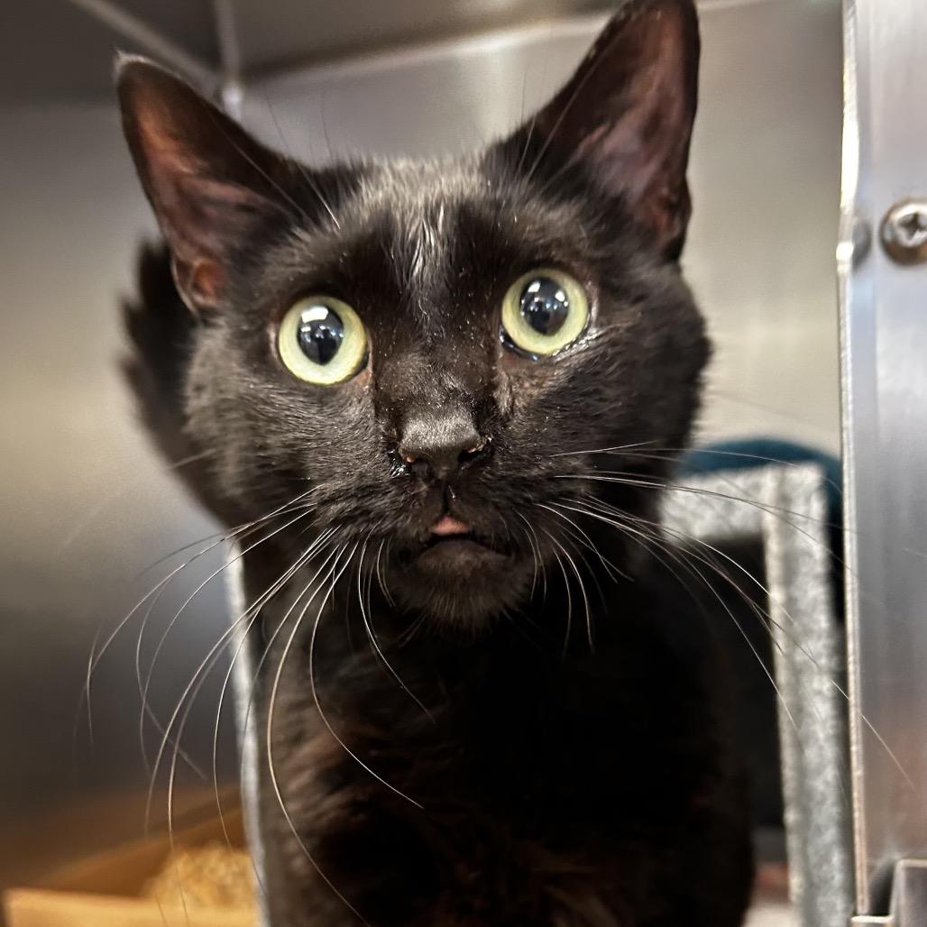Cinder - IN FOSTER, a Adoptable Domestic Short Hair in Birdsboro, PA image 4/6