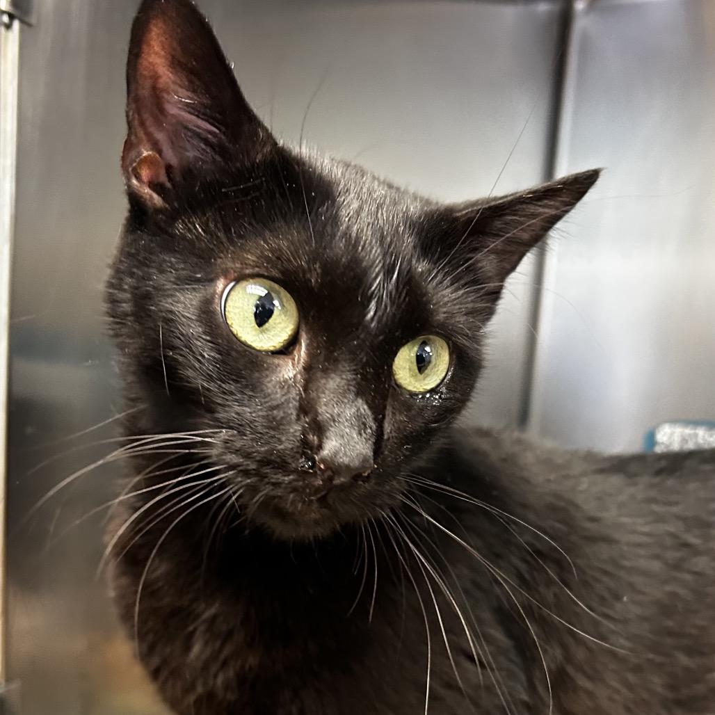 Cinder - IN FOSTER, a Adoptable Domestic Short Hair in Birdsboro, PA image 6/6