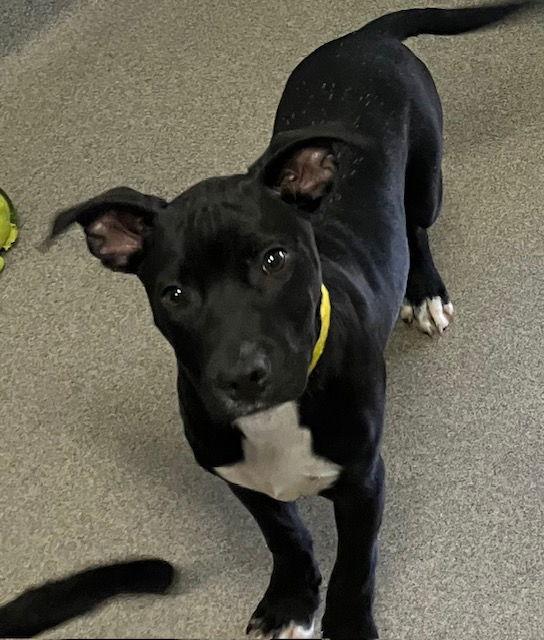 Enlarge Dewey 16 weeks, a Adoptable Mixed Breed in Sterling, MA image 1/1