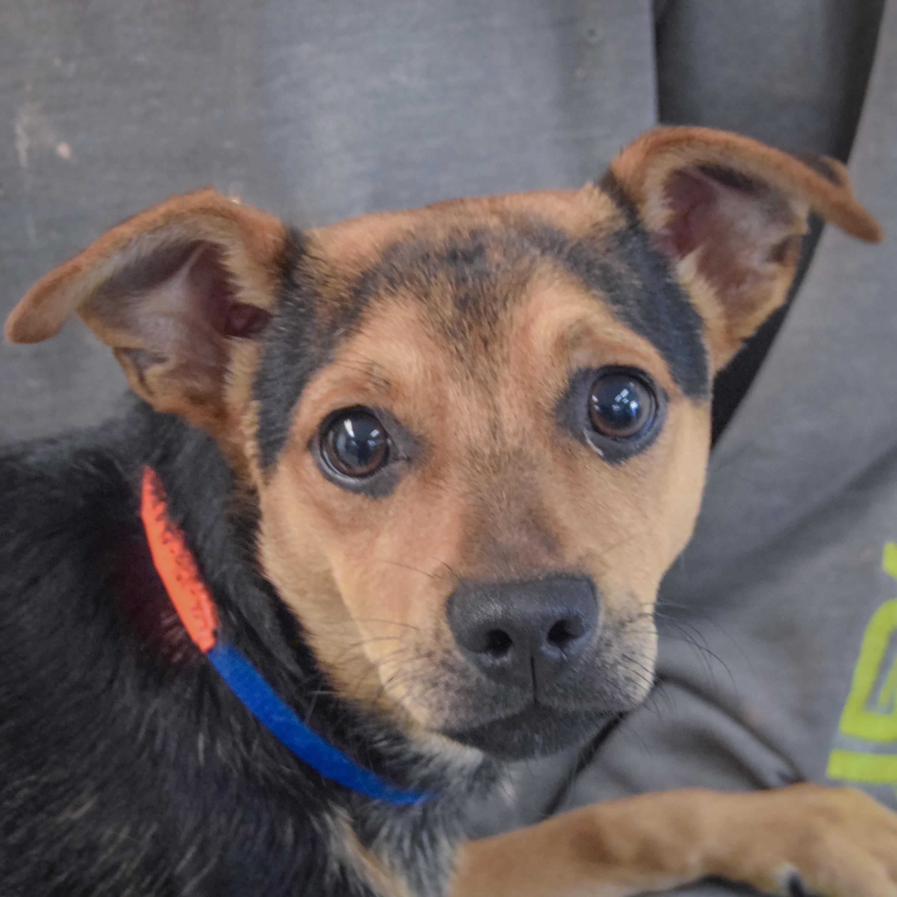 Enlarge Fenton, a Adoptable mixed breed in Huntley, IL image 1/3