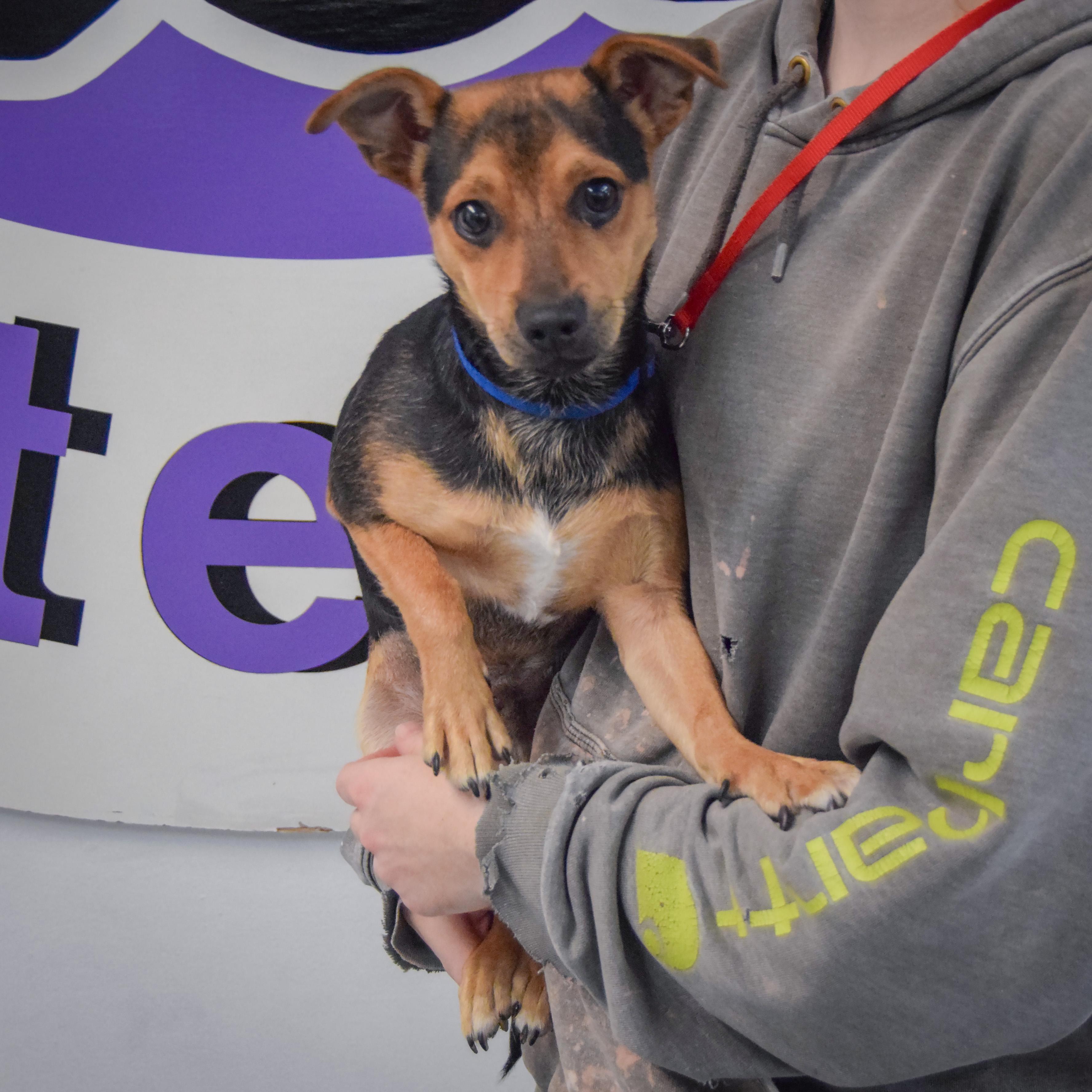 Enlarge Fenton, a Adoptable mixed breed in Huntley, IL image 3/3