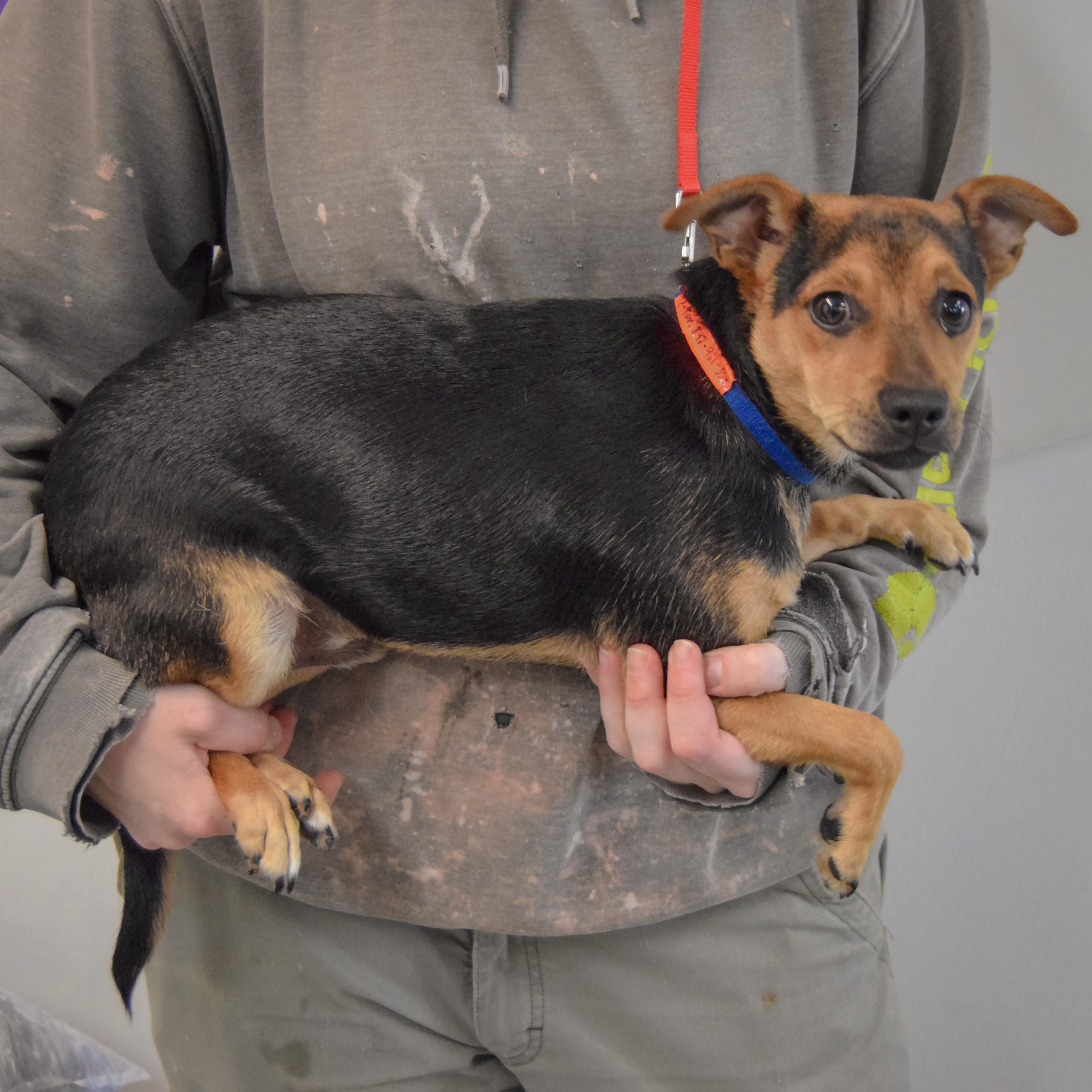 Enlarge Fenton, a Adoptable mixed breed in Huntley, IL image 2/3