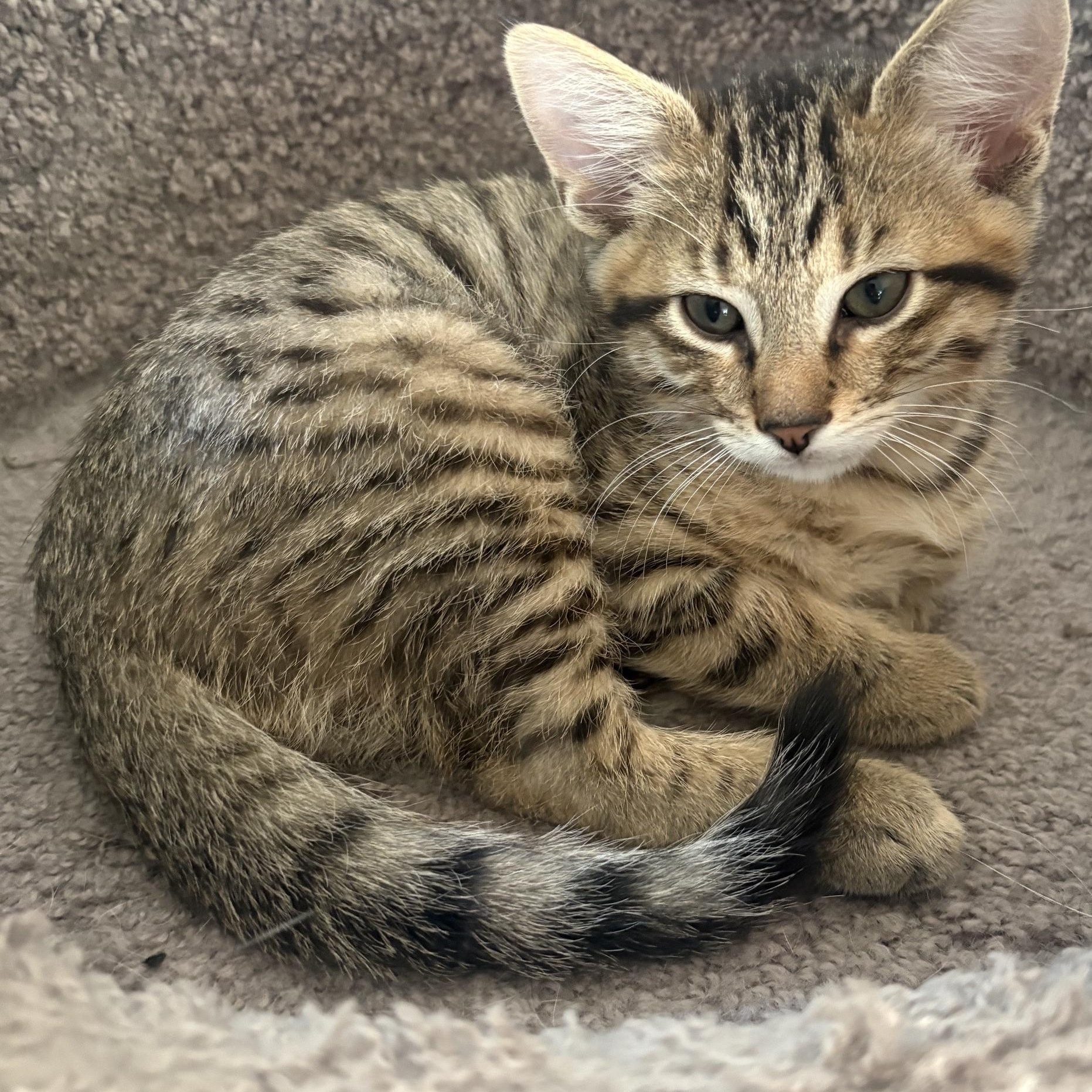 DAFFY, a ADOPTABLE mixed breed in Wilmington, OH image 5/5