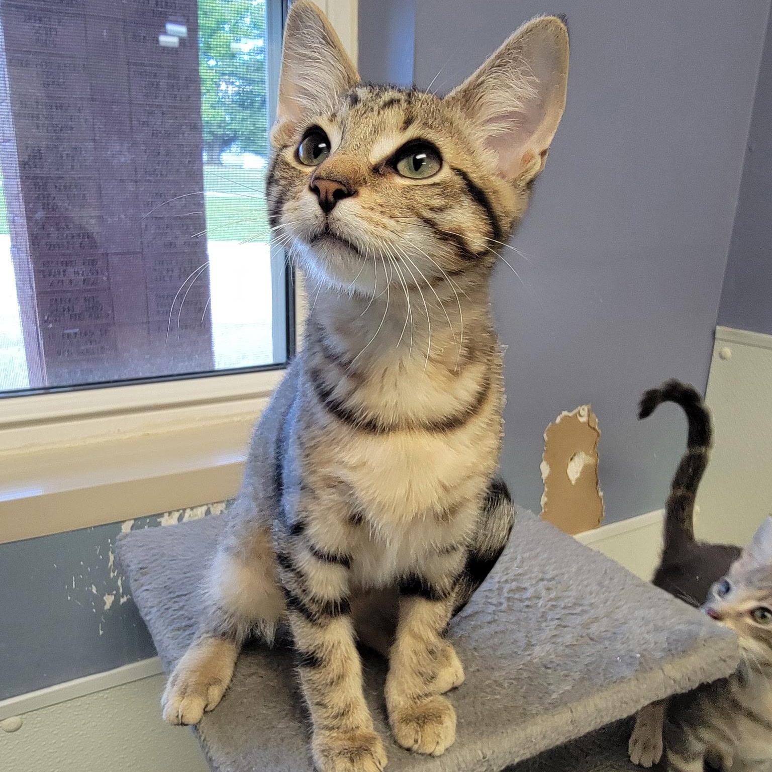 DAFFY, a ADOPTABLE mixed breed in Wilmington, OH image 2/5