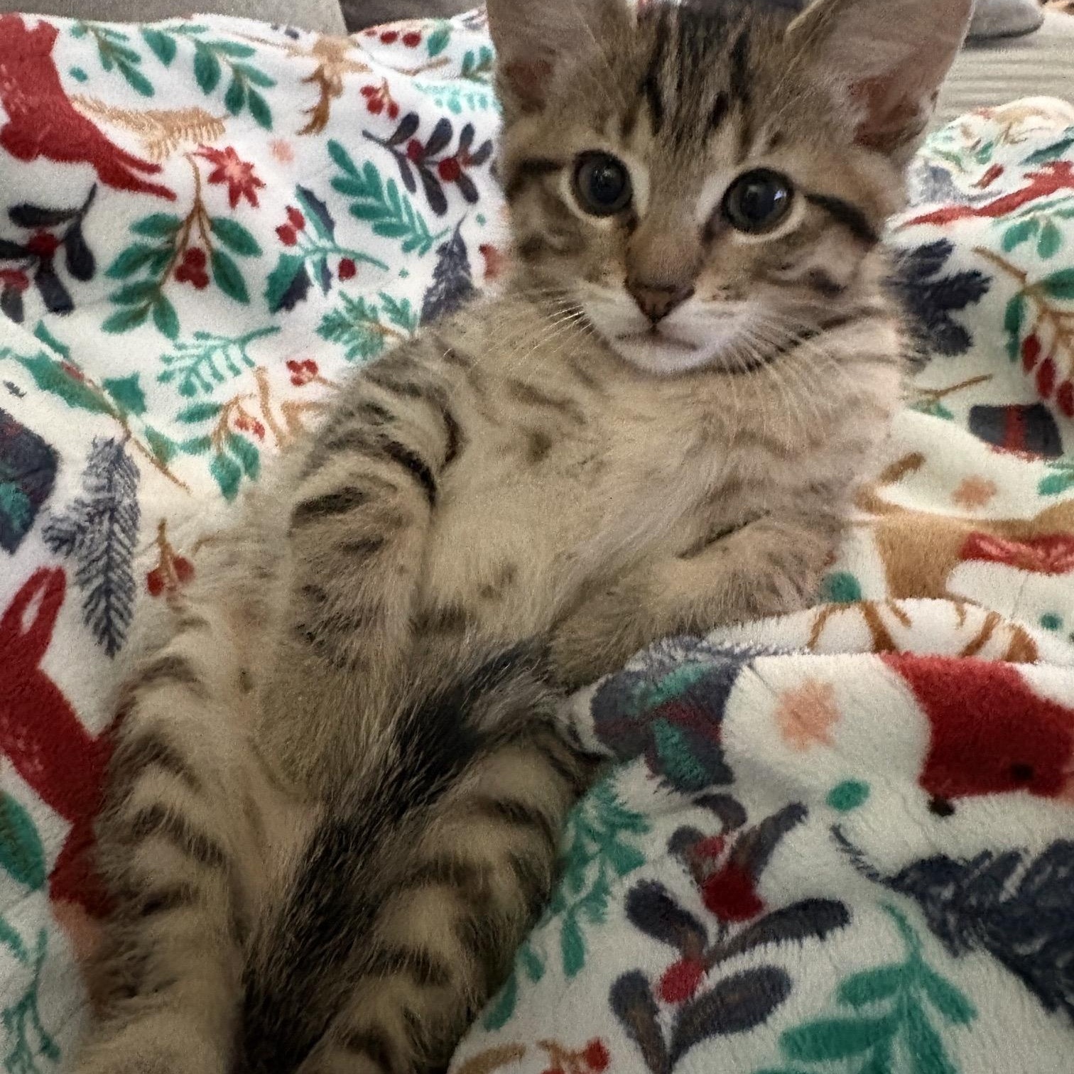 DAFFY, a ADOPTABLE mixed breed in Wilmington, OH image 3/5