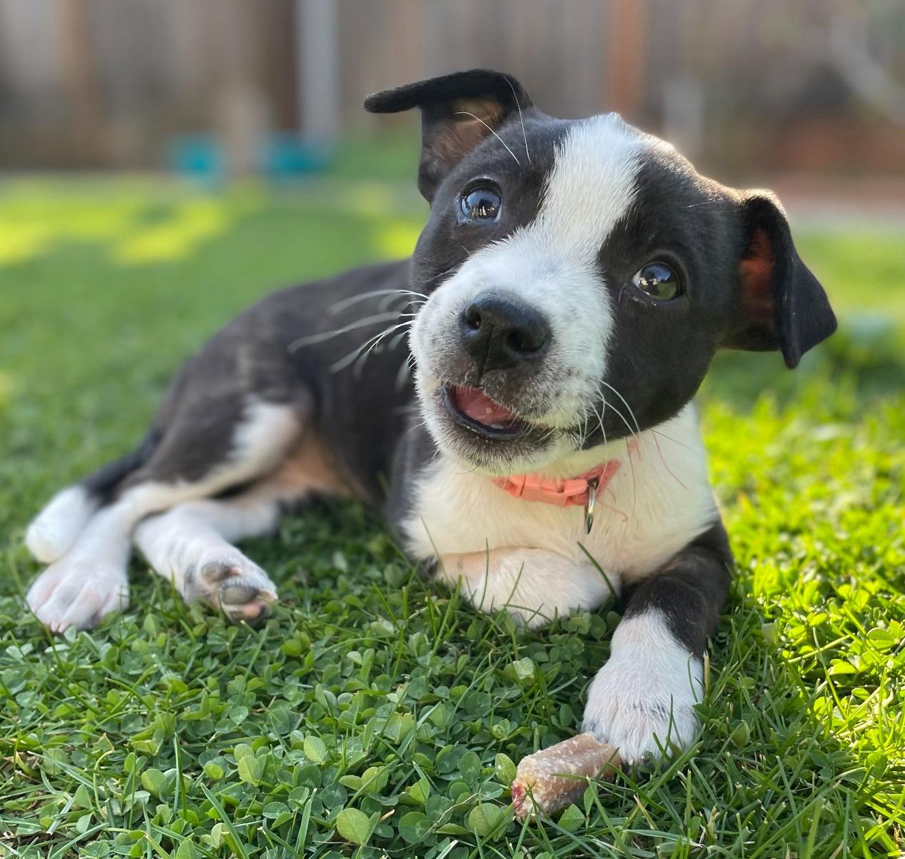 Disney Princesses_ Aurora, Adoptable, Puppy Female Chihuahua & Terrier.