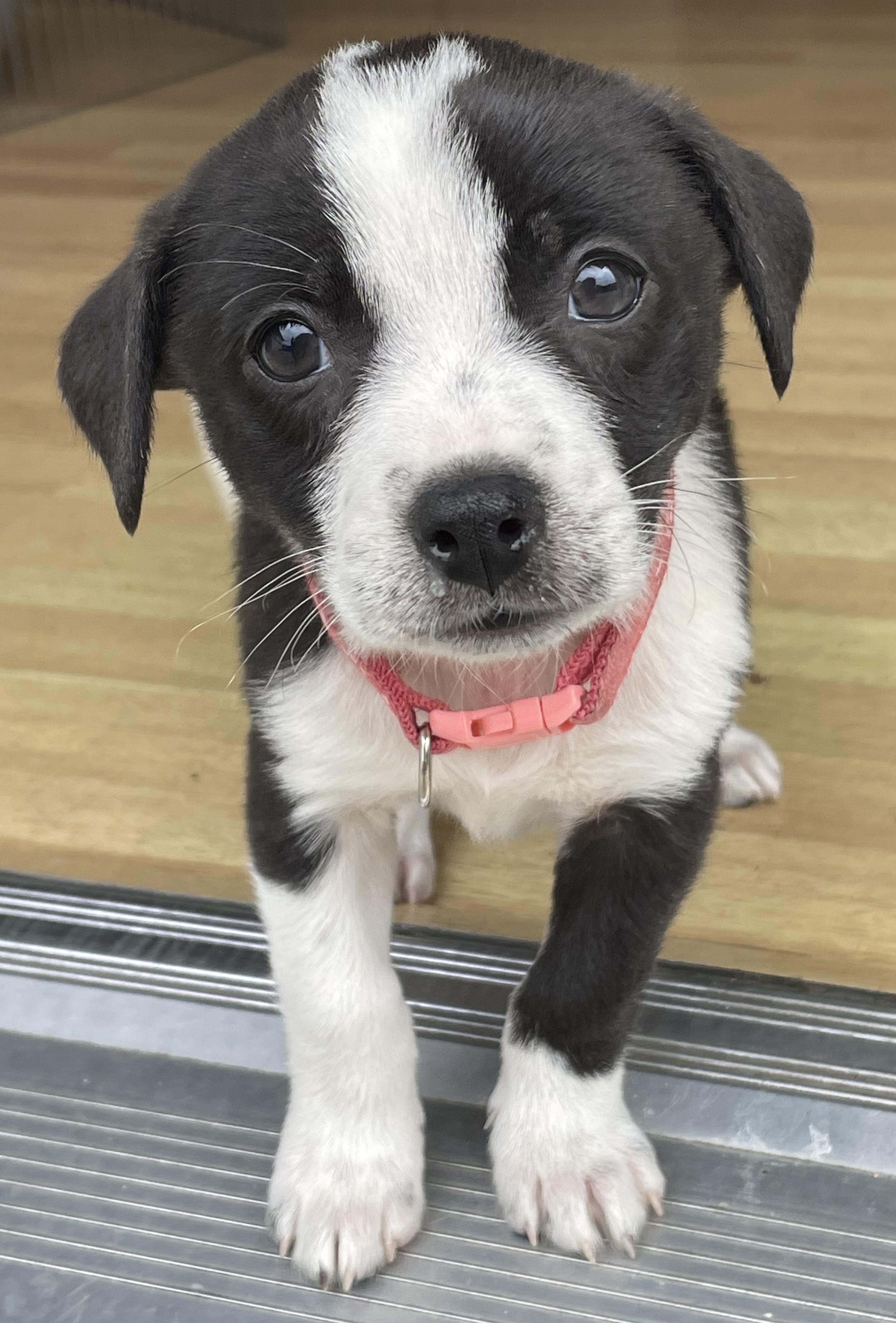Enlarge Disney Princesses Litter_ Aurora, a Adoptable mixed breed in Redwood City, CA image 1/2