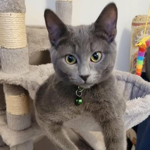 Kokomo, Adoptable, Kitten Male Domestic Short Hair.