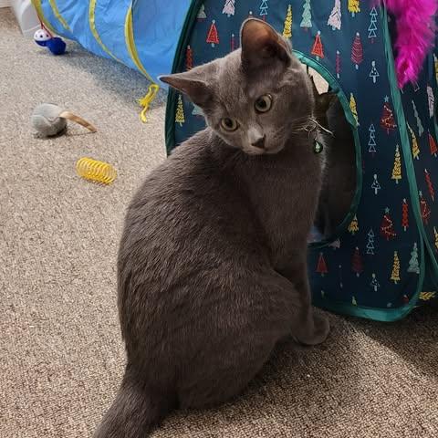 Enlarge Kokomo, a Adoptable Domestic Short Hair in Abbotsford, BC image 3/5