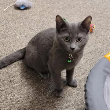 Enlarge Kokomo, a Adoptable Domestic Short Hair in Abbotsford, BC image 4/5