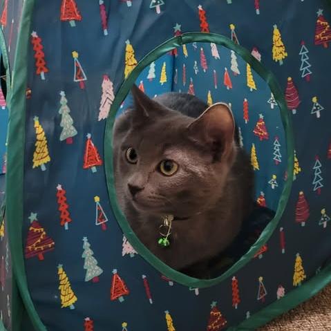 Enlarge Kokomo, a Adoptable Domestic Short Hair in Abbotsford, BC image 5/5