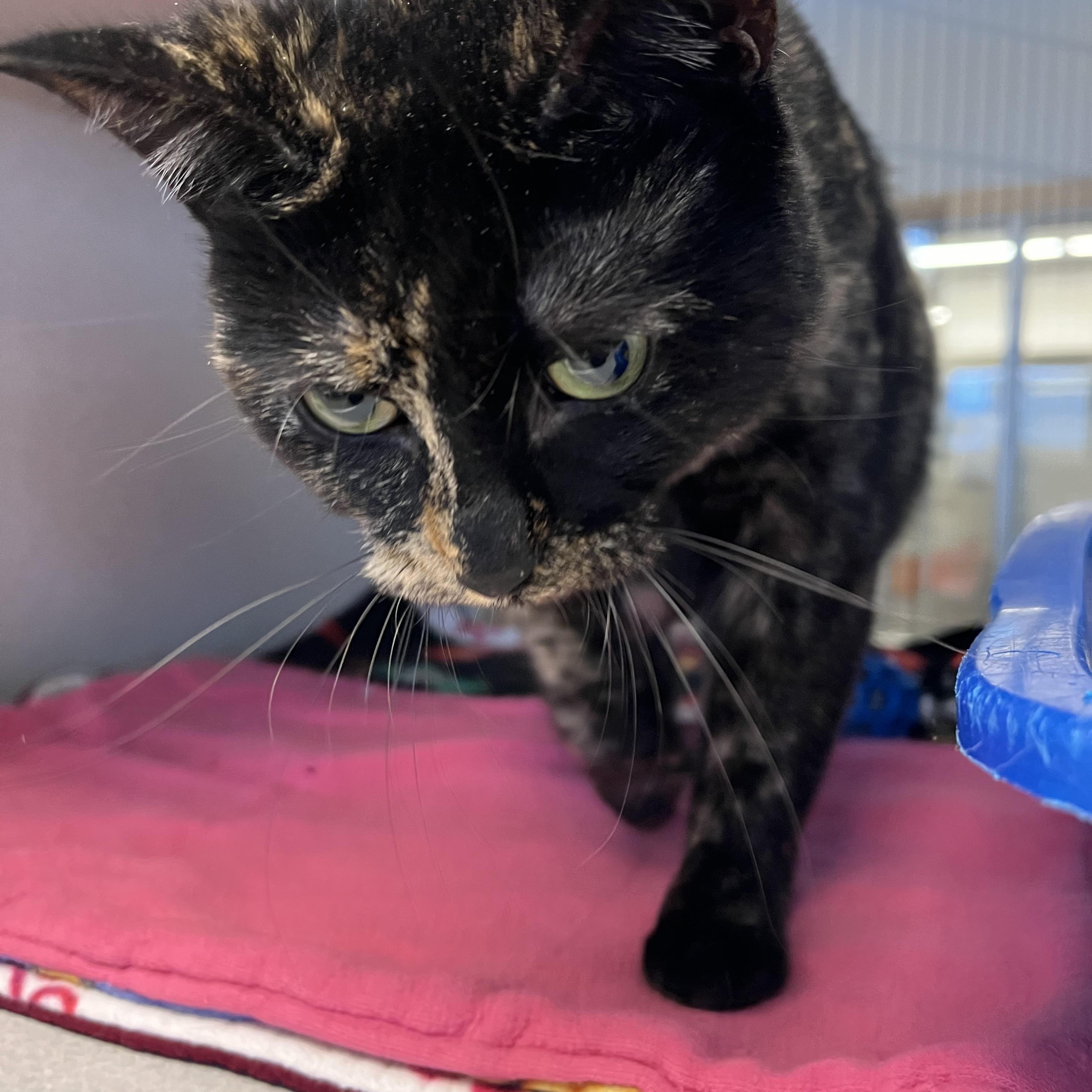 Enlarge Angie, a Adoptable mixed breed in Cedar Rapids, IA image 4/4