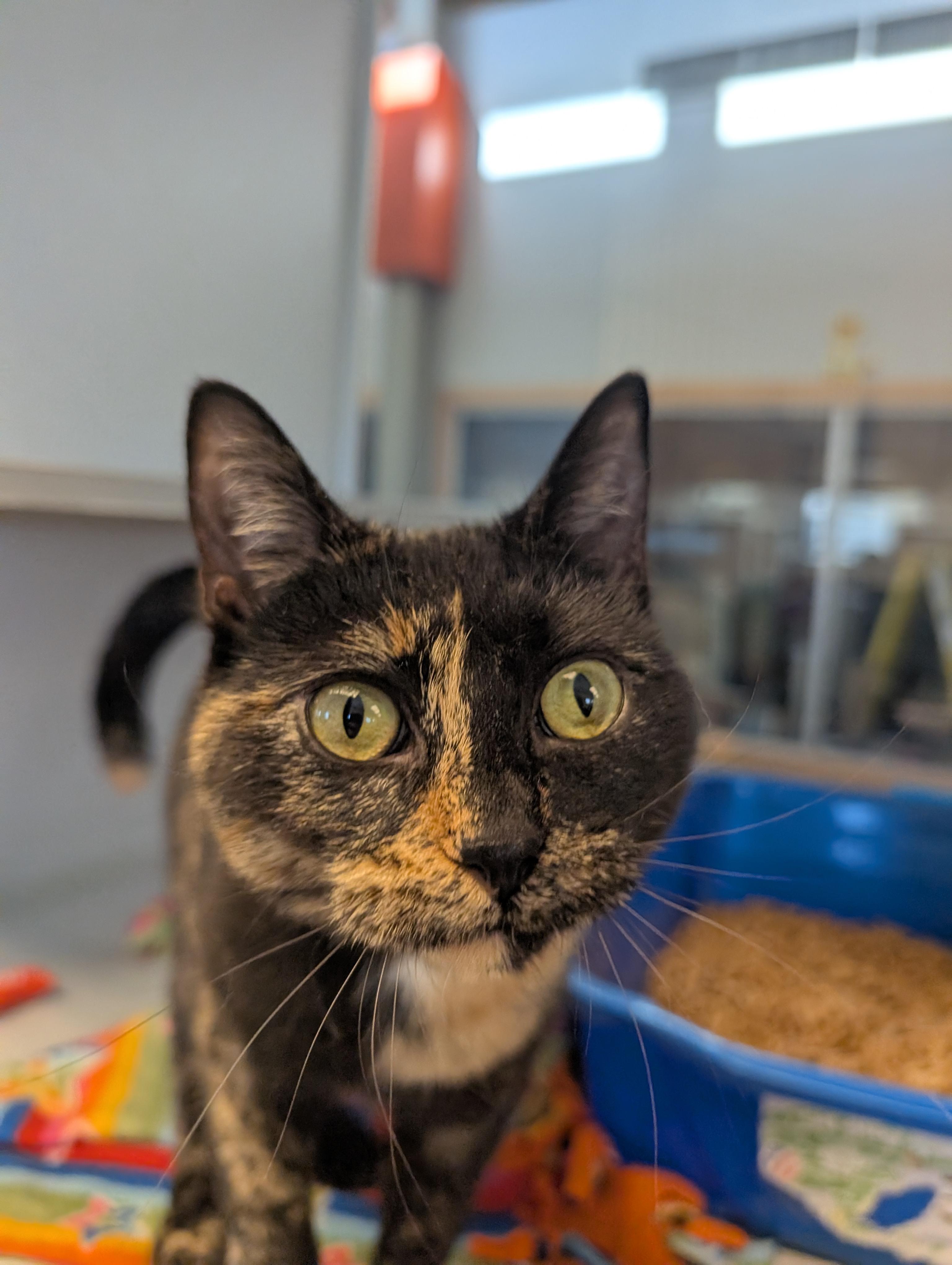 Enlarge Angie, a Adoptable mixed breed in Cedar Rapids, IA image 1/4