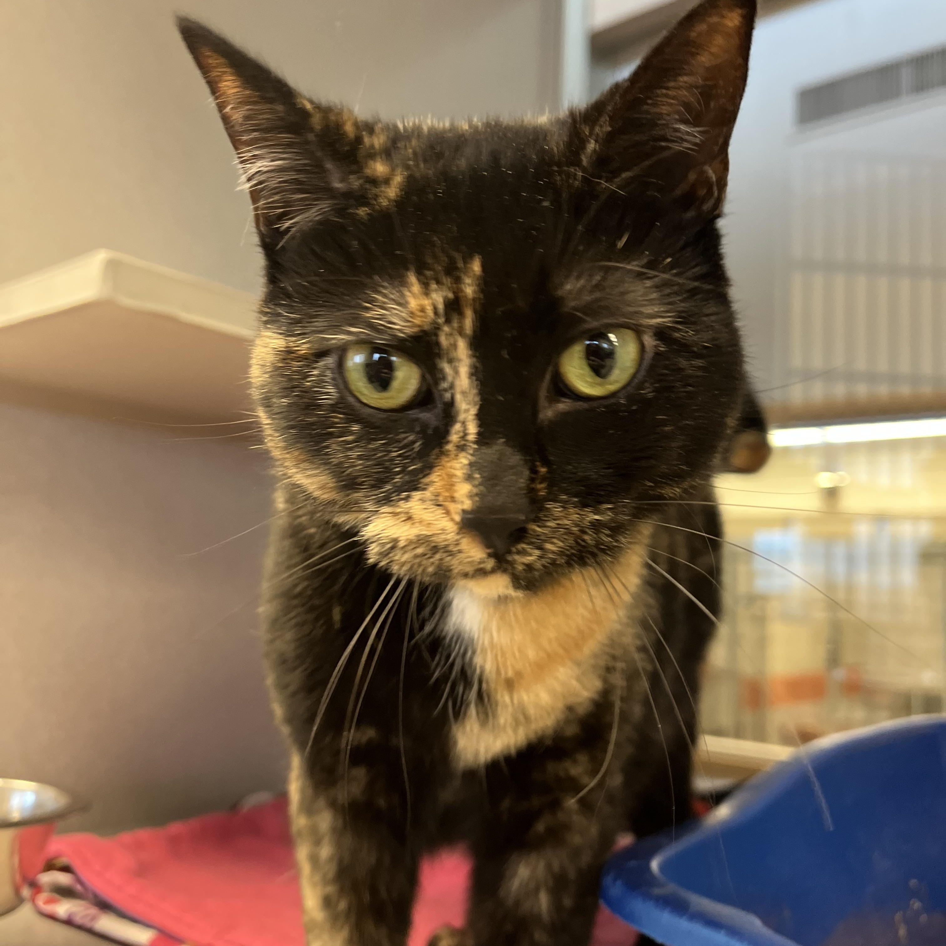 Enlarge Angie, a Adoptable mixed breed in Cedar Rapids, IA image 3/4