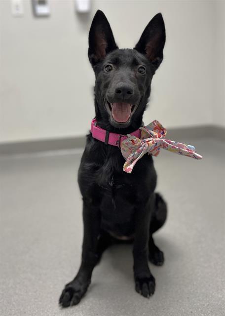 AJAX, Adoptable, Puppy Female German Shepherd Dog.
