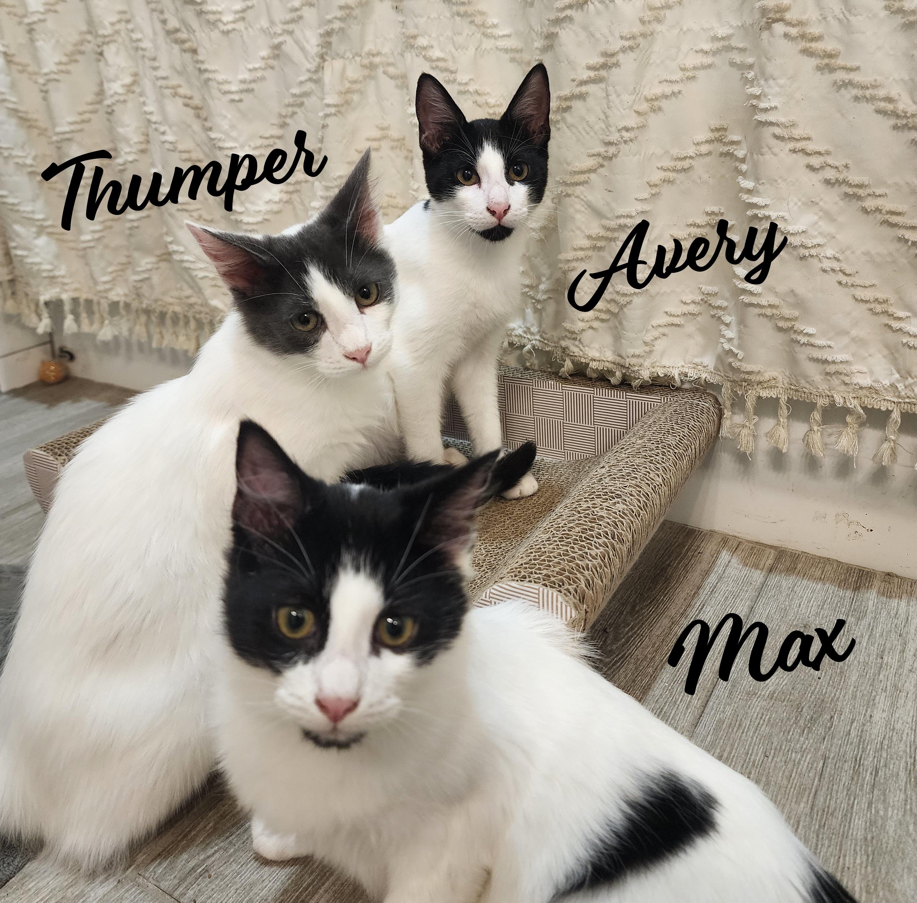 Avery #dicey-dice-dude