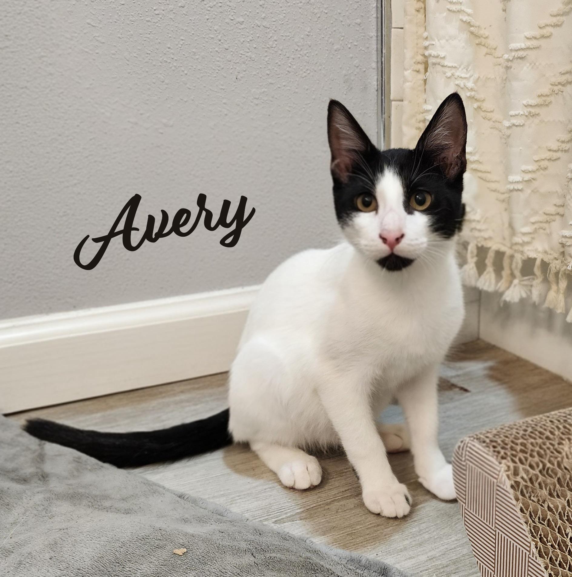 Avery #dicey-dice-dude