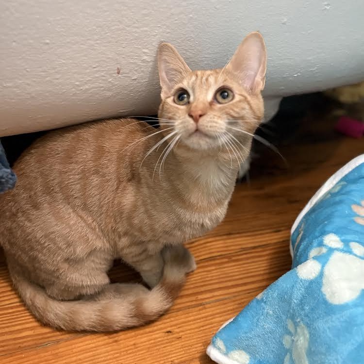 Enlarge Ginny & Ron, an adopted Domestic Short Hair in Buffalo, NY image 6/6