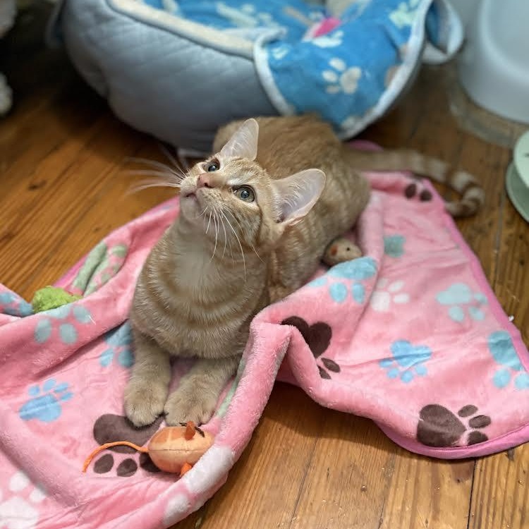 Ginny & Ron — thumbnail 2