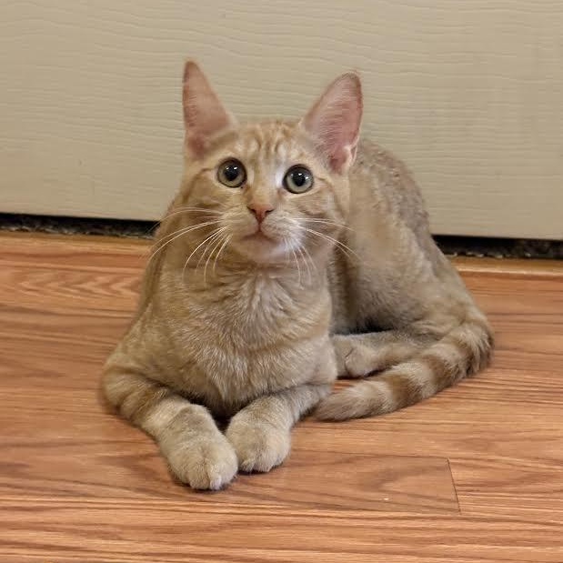 Enlarge Ginny & Ron, an adopted Domestic Short Hair in Buffalo, NY image 4/6
