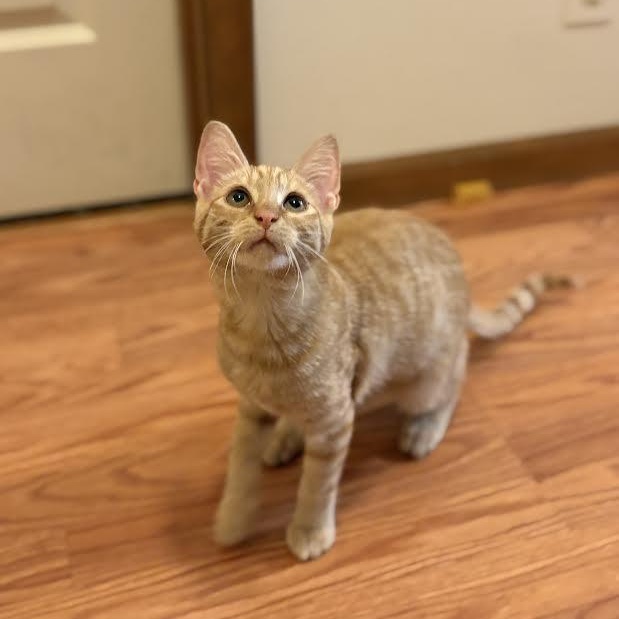 Enlarge Ginny & Ron, an adopted Domestic Short Hair in Buffalo, NY image 2/6